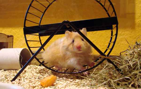 Hamsterwohnung