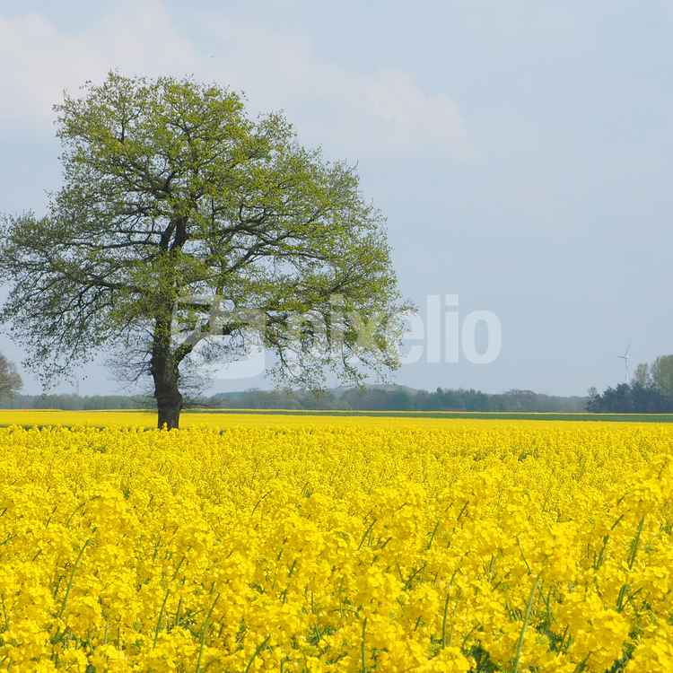 mein freund der baum im frühlingskleid