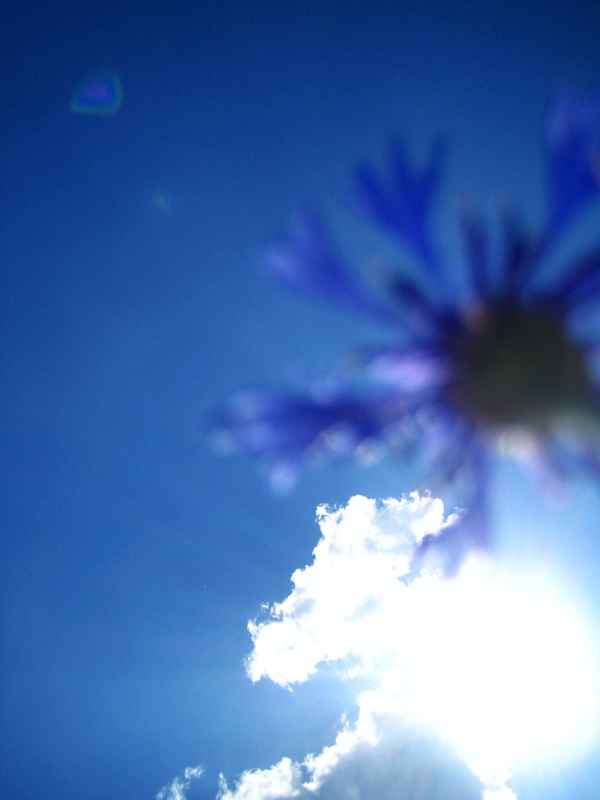 Kornblume im Himmel
