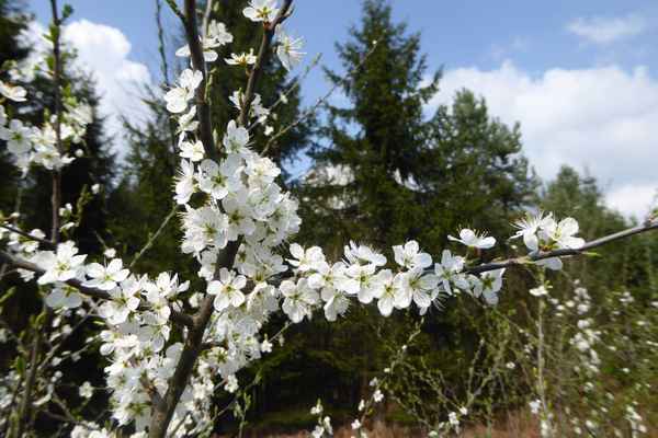 Blüten weiss wie Schnee