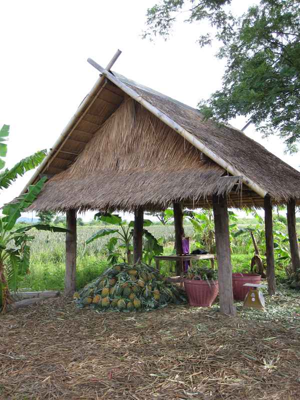Ananas-Plantage in Thailand / Foto: Alexander Hauk