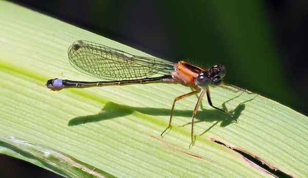 Grosse Pechlibelle