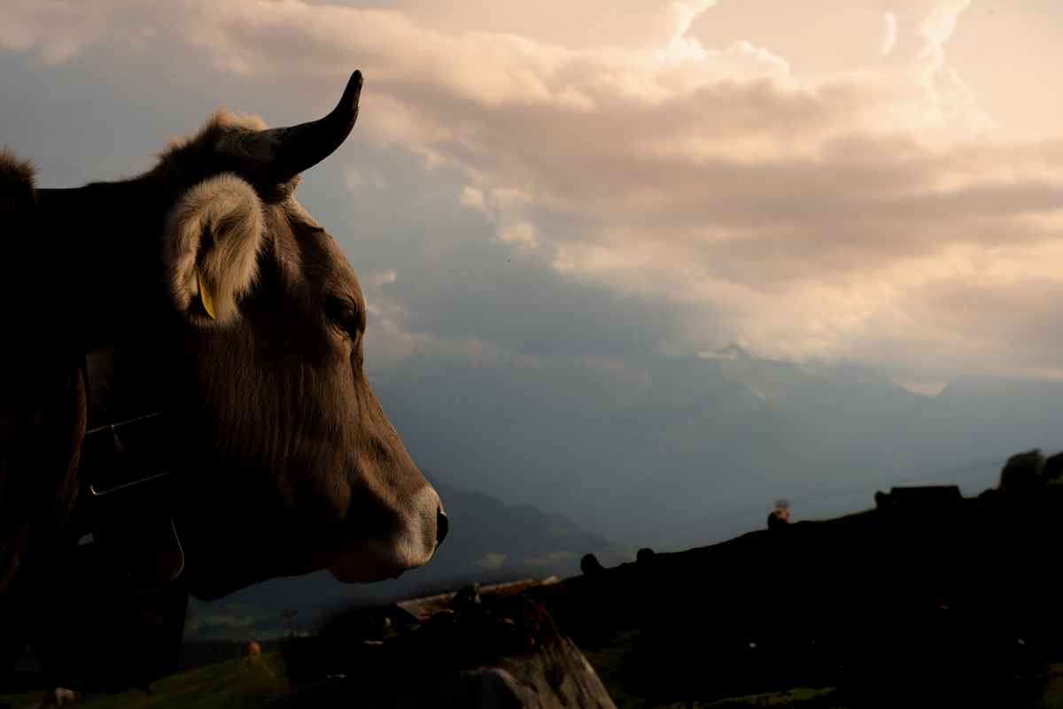 Abendstimmung auf der Alp