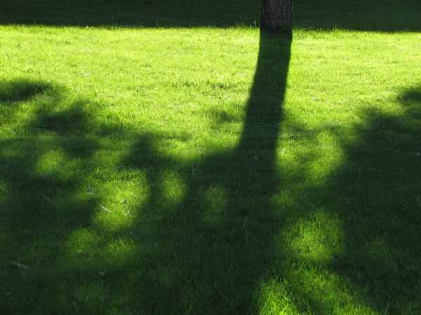 Grüne Schatten