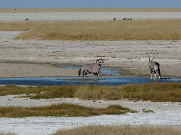 Oryx in der Etosha-Pfanne (Namibia)