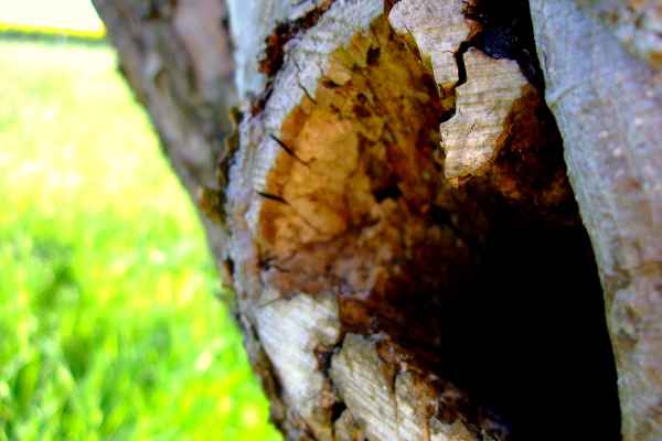 Loch im Baum (3)