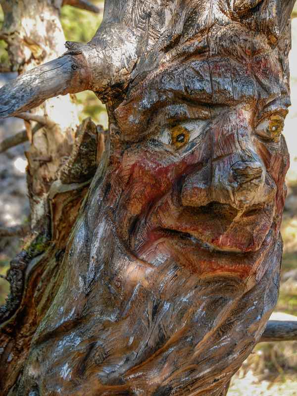 Mein Freund - der Baum