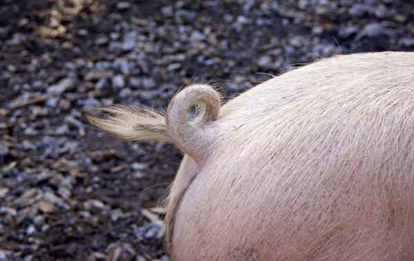 Schweineschwänzchen