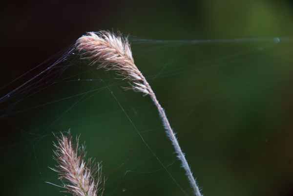 Gräser, unfreiwillige Helfer
