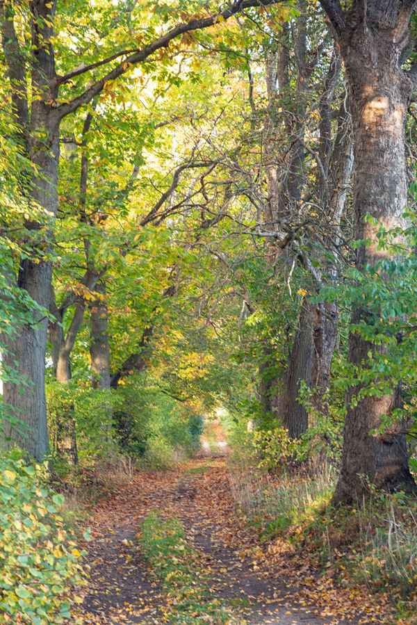 Allee im Herbst