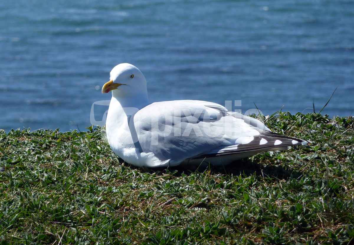 Möve