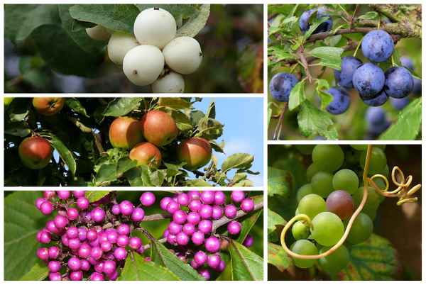 Herbstliche Farbenvielfalt