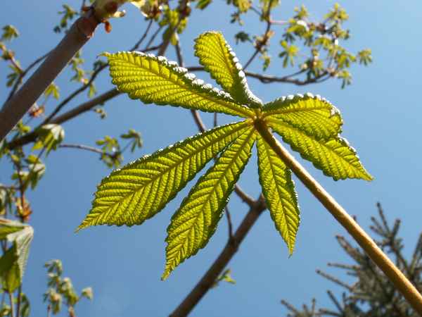 Blatt der Rosskastanie