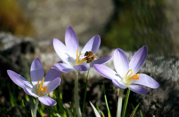 frühlingserwachen...