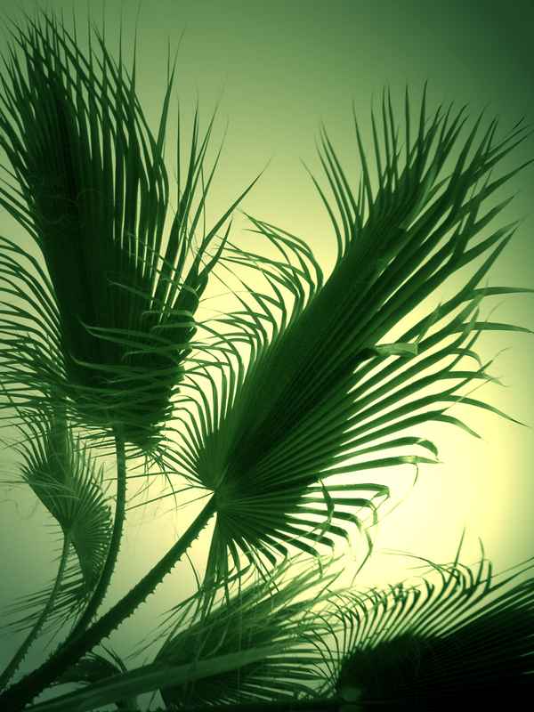 Palmwedel