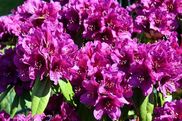 Rhododendronblüte