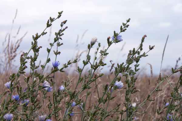 Im Feld