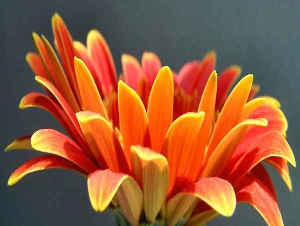 Gerbera - Das Original ist eine Leihgabe von Pixel-Vun !!