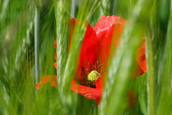 dahinter: Mohn