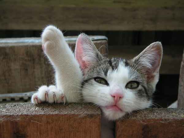 Guck nich' so!