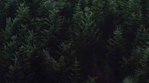 Schwarzwald