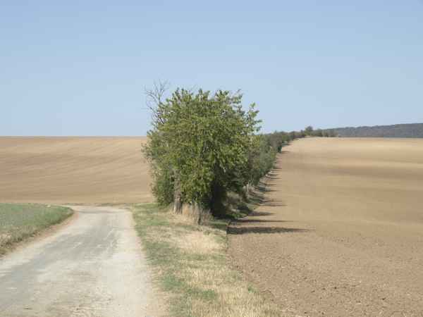 Der alte Feldweg