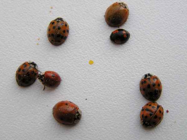 Sommergäste im November