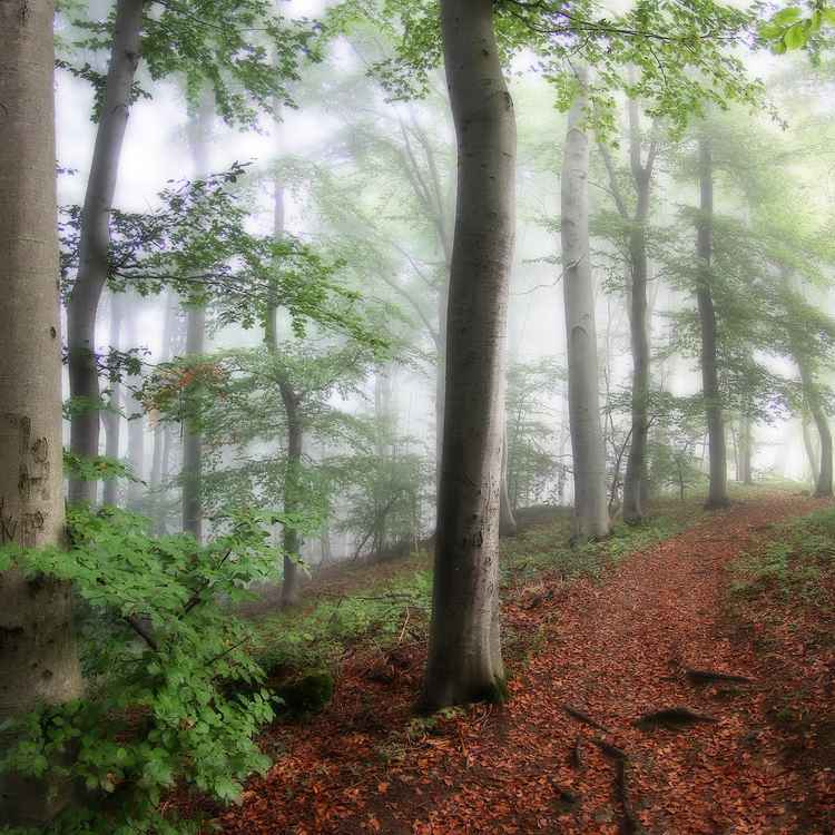 Noch träumt der Wald