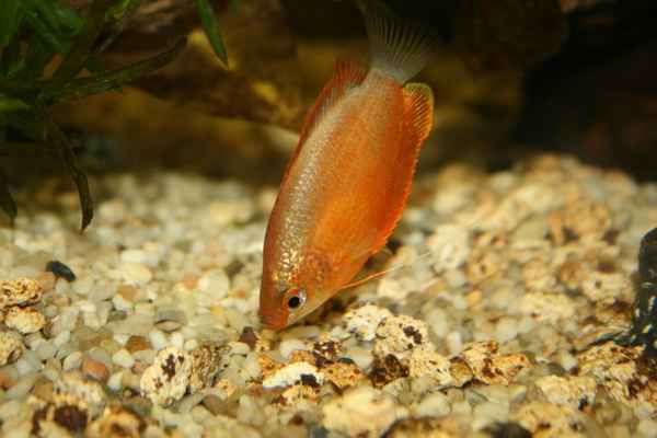 Fisch 2