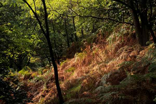 Der Herbst zieht in den Wald