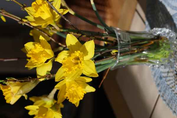 Narzissen in der Vase