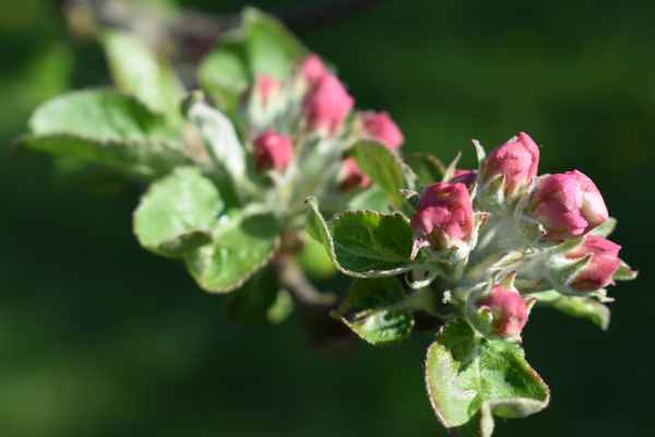 Knospen (Apfelbaum)