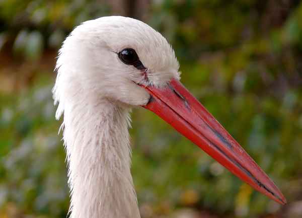 Babywunsch, hier bestellen.