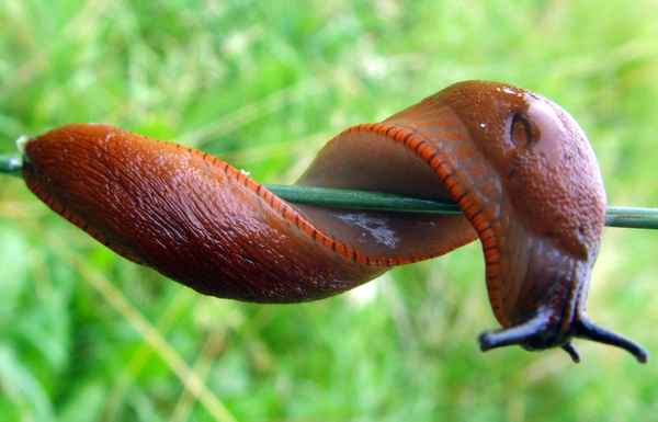 Sportliche Spanische Wegschnecke