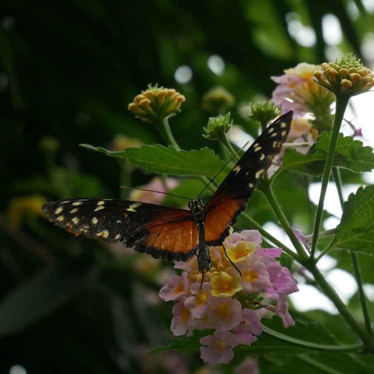 Schmetterling im Palmengarten