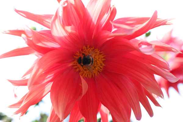 Hummel auf Dahlienbl&uuml;te