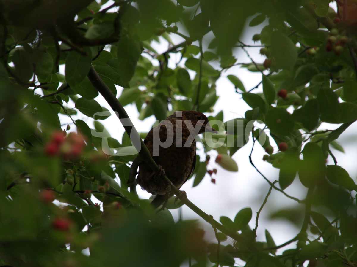 junge Amsel