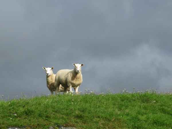 Schaffe bei Aberfeldy in Schottland