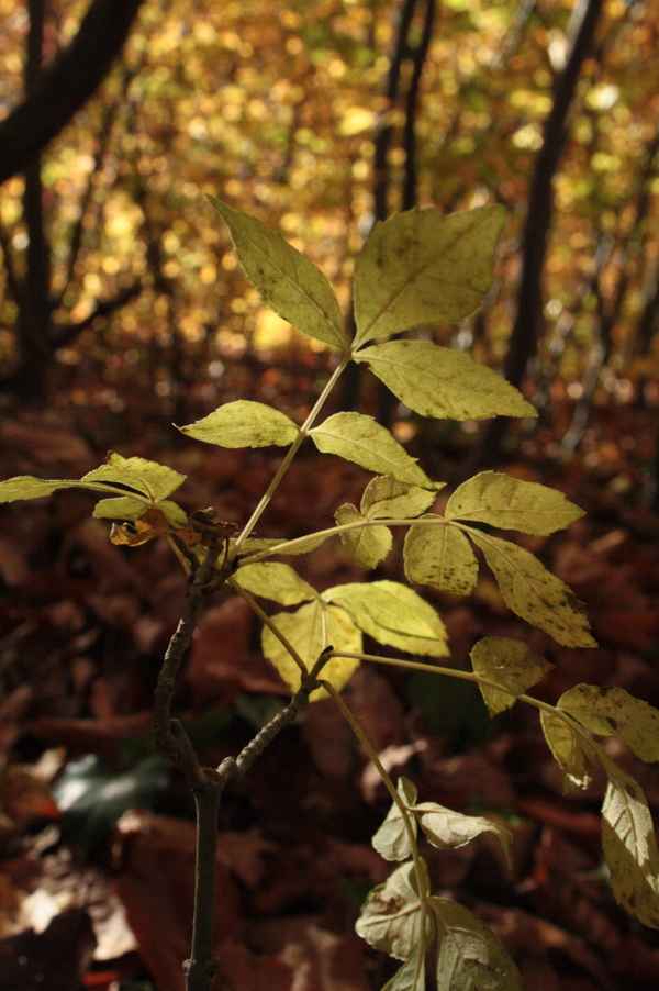 Hat der Herbst nicht eine schöne Farbpalette?