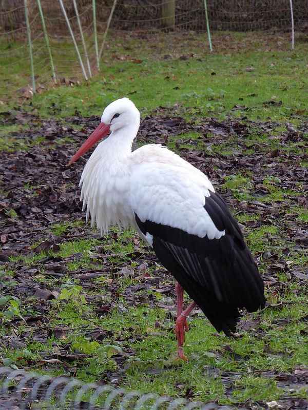 Weißstorch im Tierpark