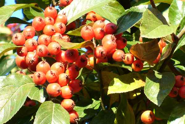 Herbstfrüchte 3