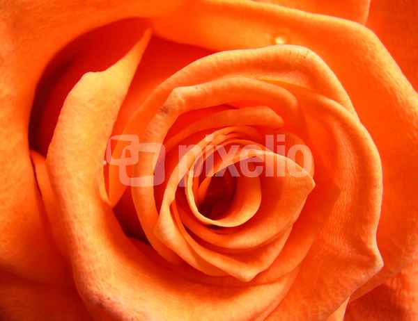 anfeu_004jpg