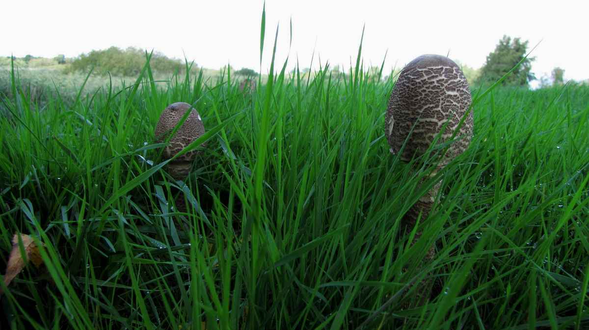 Morgenstunde im Bremer Blockland