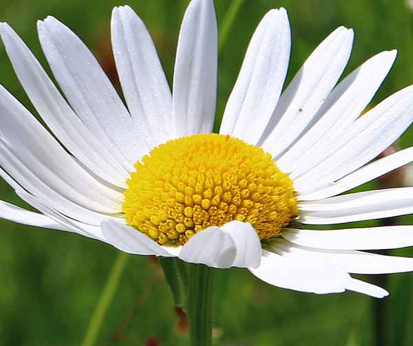 Wiesen-Wucherblume 01