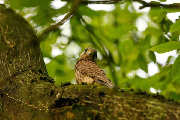 Jungfalke