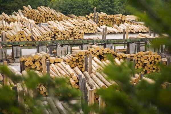 Wald und Verwertung - Sägewerk