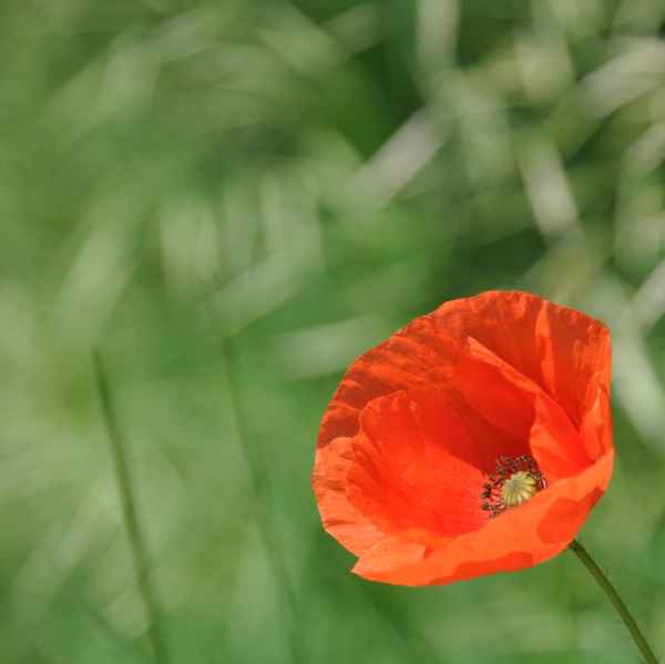 Klatschmohn am Feldrand