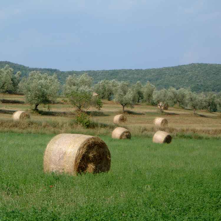 Heuballen vor Olivenbäumen