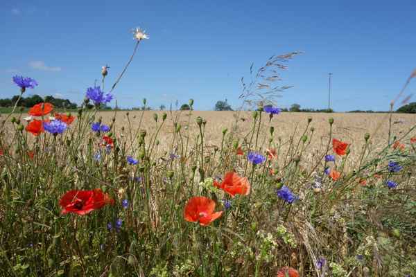 Kornfeld
