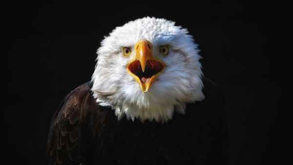 Weißkopfseeadler